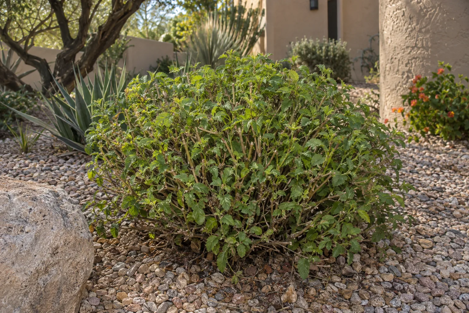 Freshly cut back lantana mound showing new green shoots in a gravel bed