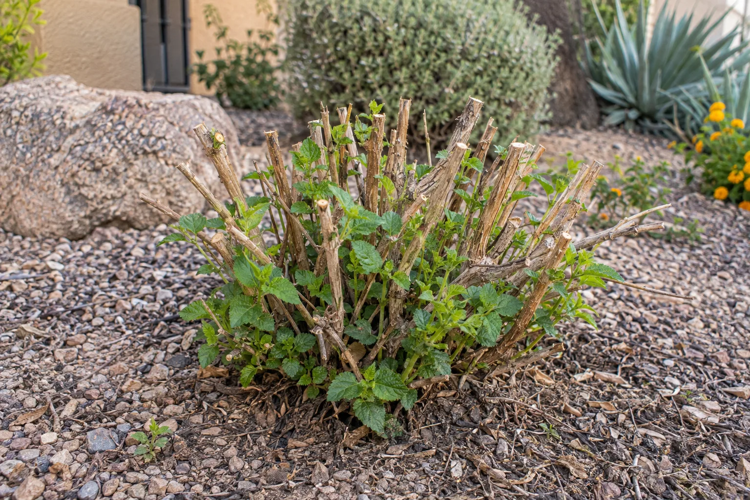 Lantana cut back to short stems with fresh green shoots emerging at the base