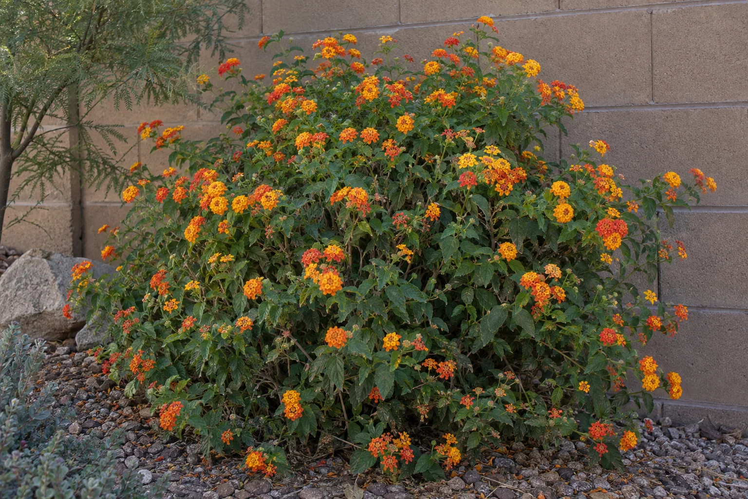 Lantana in full bloom with orange and yellow flowers beside a block wall