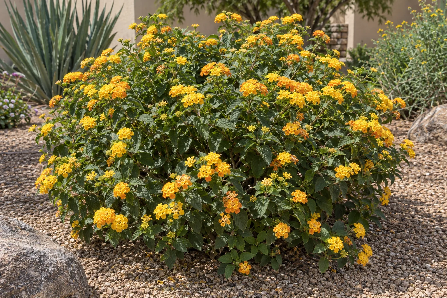 Fiesta Pina lantana mound with pineapple-yellow flower clusters lightly tinged orange