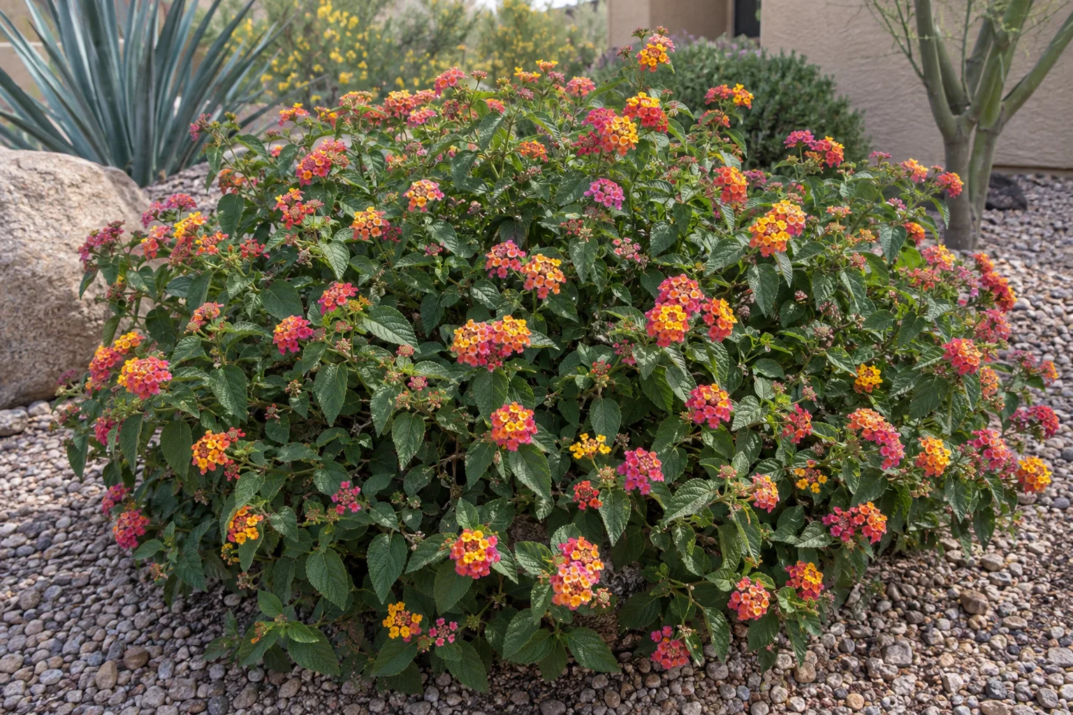 Lantana mound covered in orange, yellow and pink flower clusters in a gravel bed