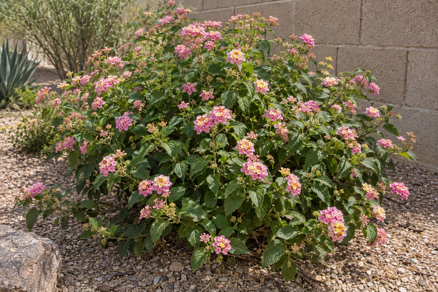 Pink lantana shrub with rounded pink flower clusters and cream-yellow centres near a block wall