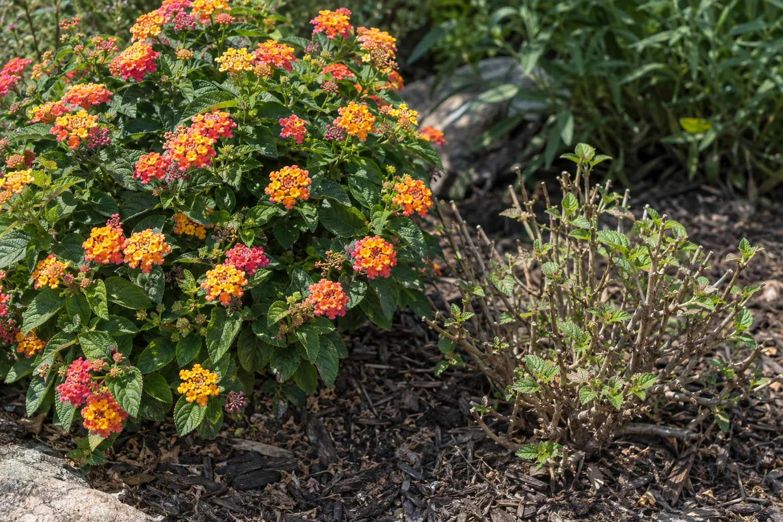 Blooming lantana beside a hard-pruned lantana with sparse new shoots in Queen Creek