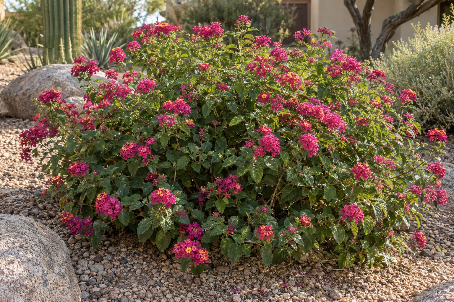 Raspberry lantana shrub covered in deep raspberry-pink flower clusters among boulders
