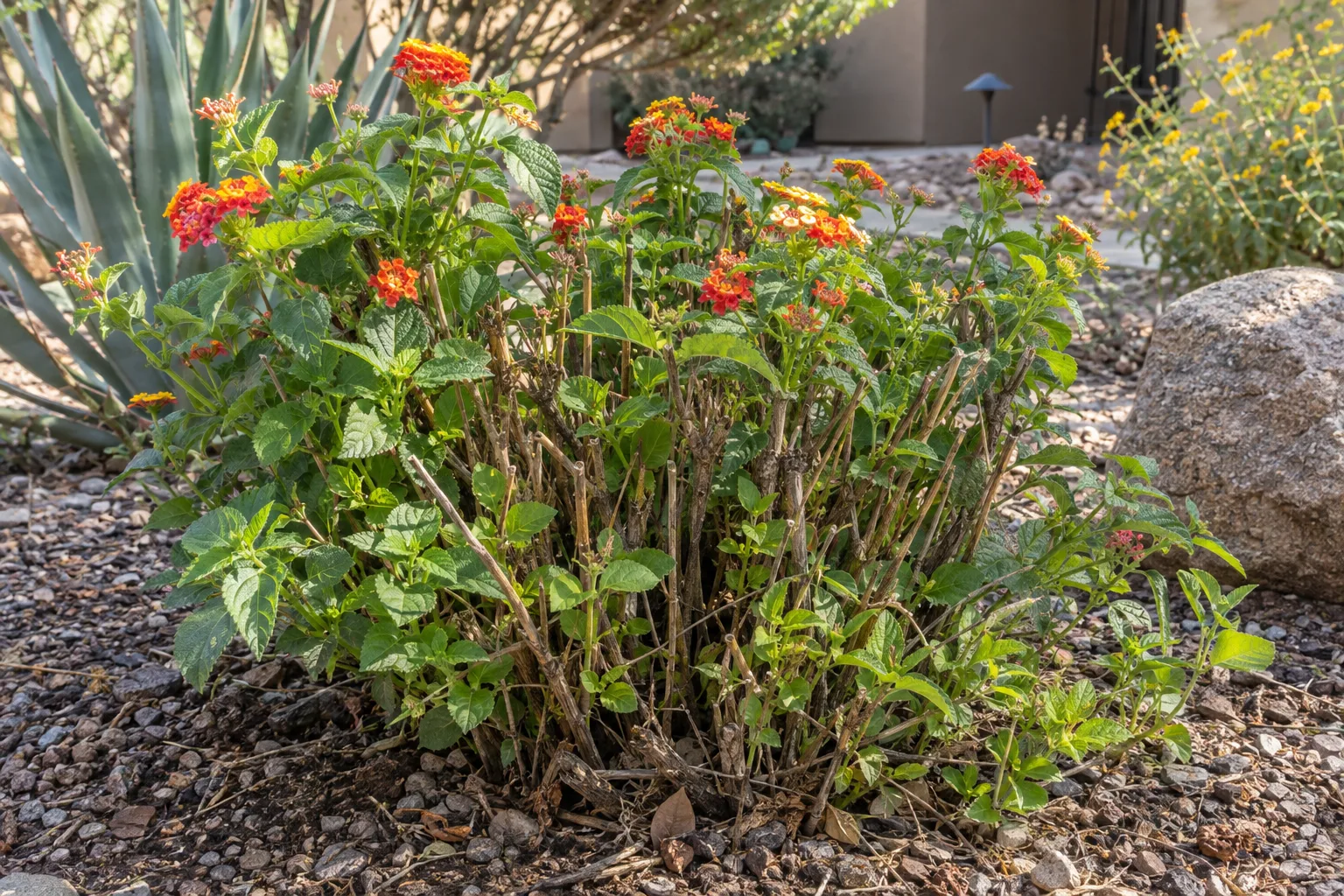 New green lantana shoots sprouting from the base among dead brown freeze-damaged stems
