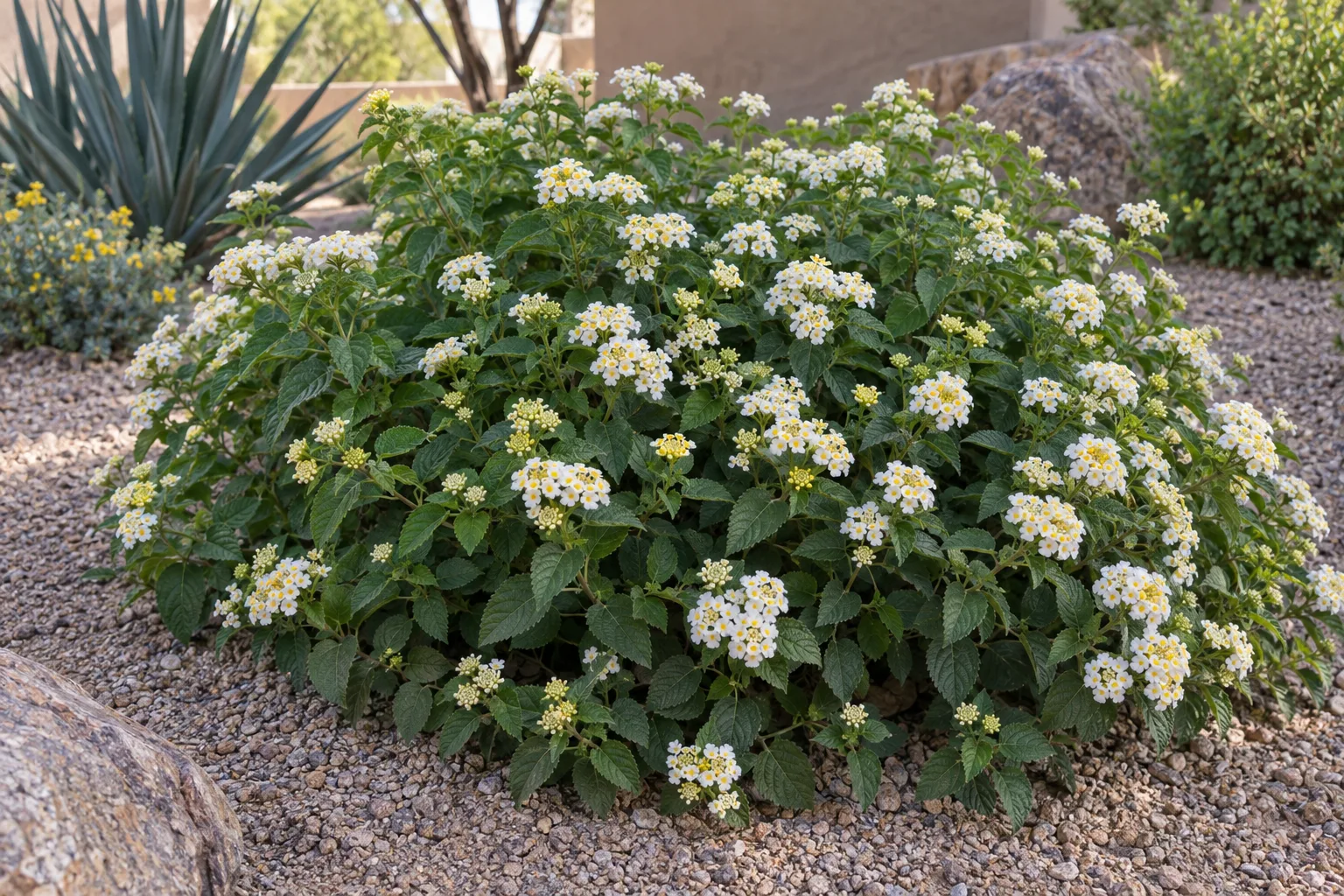 Silver Mound lantana forming a low mound of creamy-white flowers with pale yellow throats