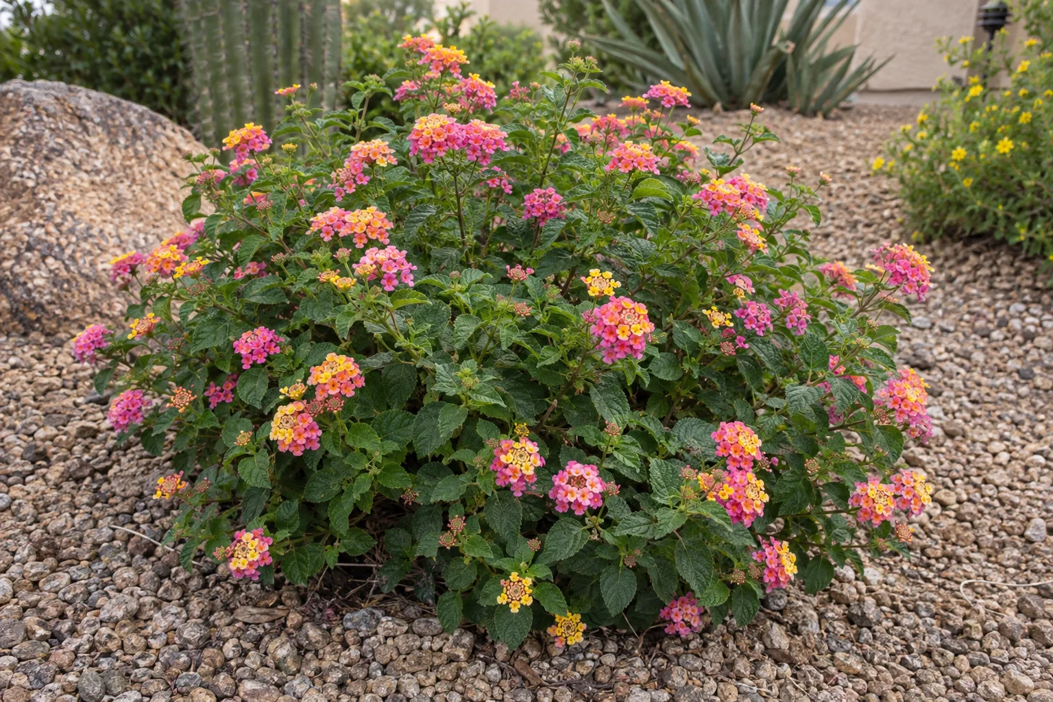 Teenie Genie dwarf lantana with small flower clusters of yellow, pink and fuchsia