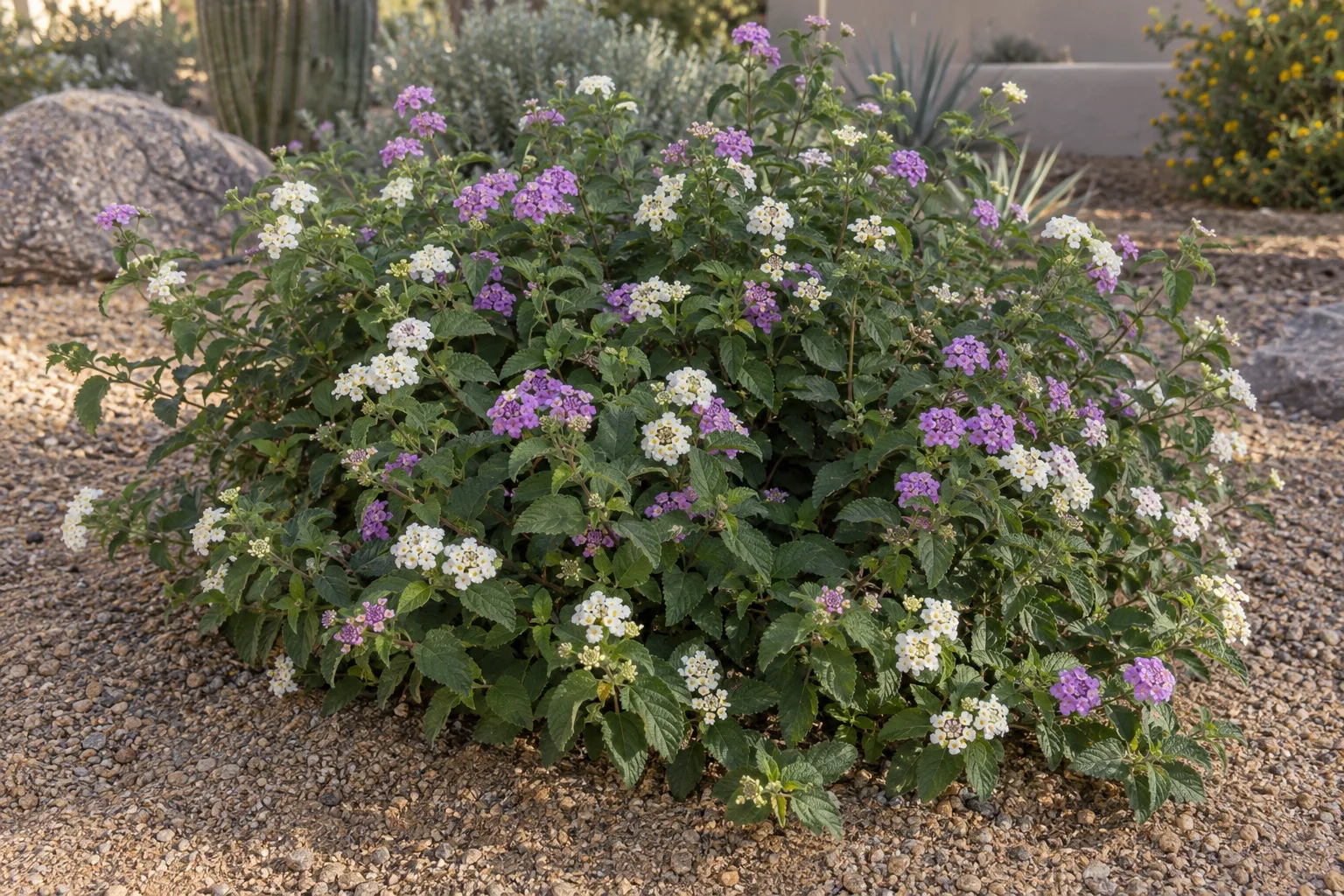 White and purple lantana growing together as a low spreading mound in a gravel landscape bed