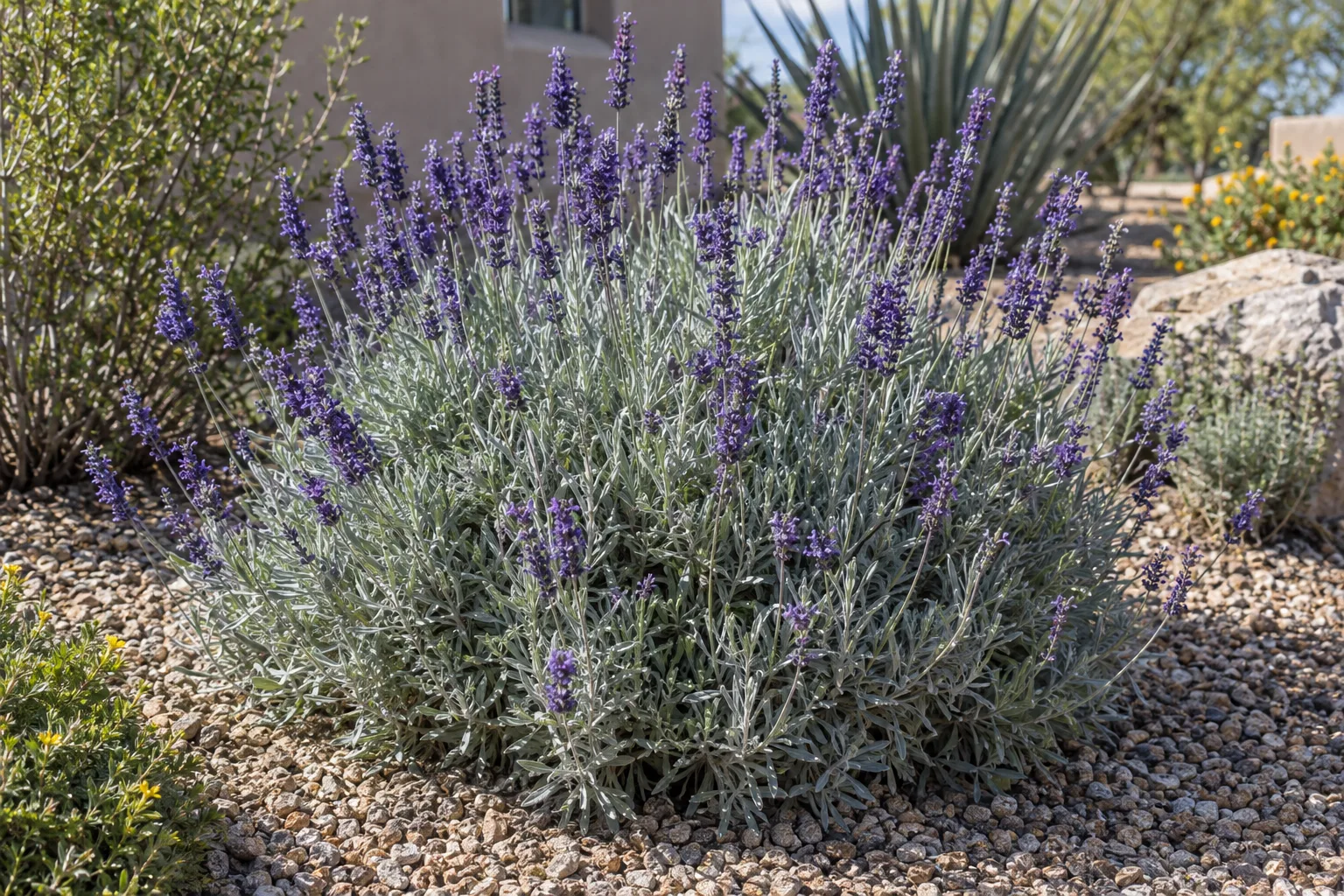 Goodwin Creek Grey lavender, a silver-grey mound with long spikes of deep violet-blue flowers, in a gravel bed