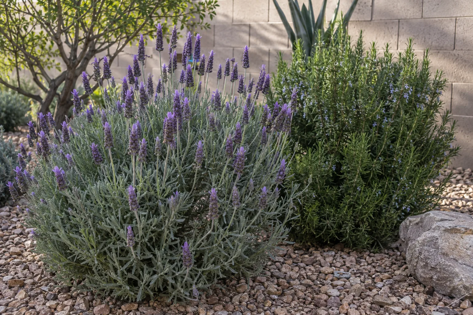 Purple-flowered lavender beside dark green rosemary in a gravel-mulched desert garden bed