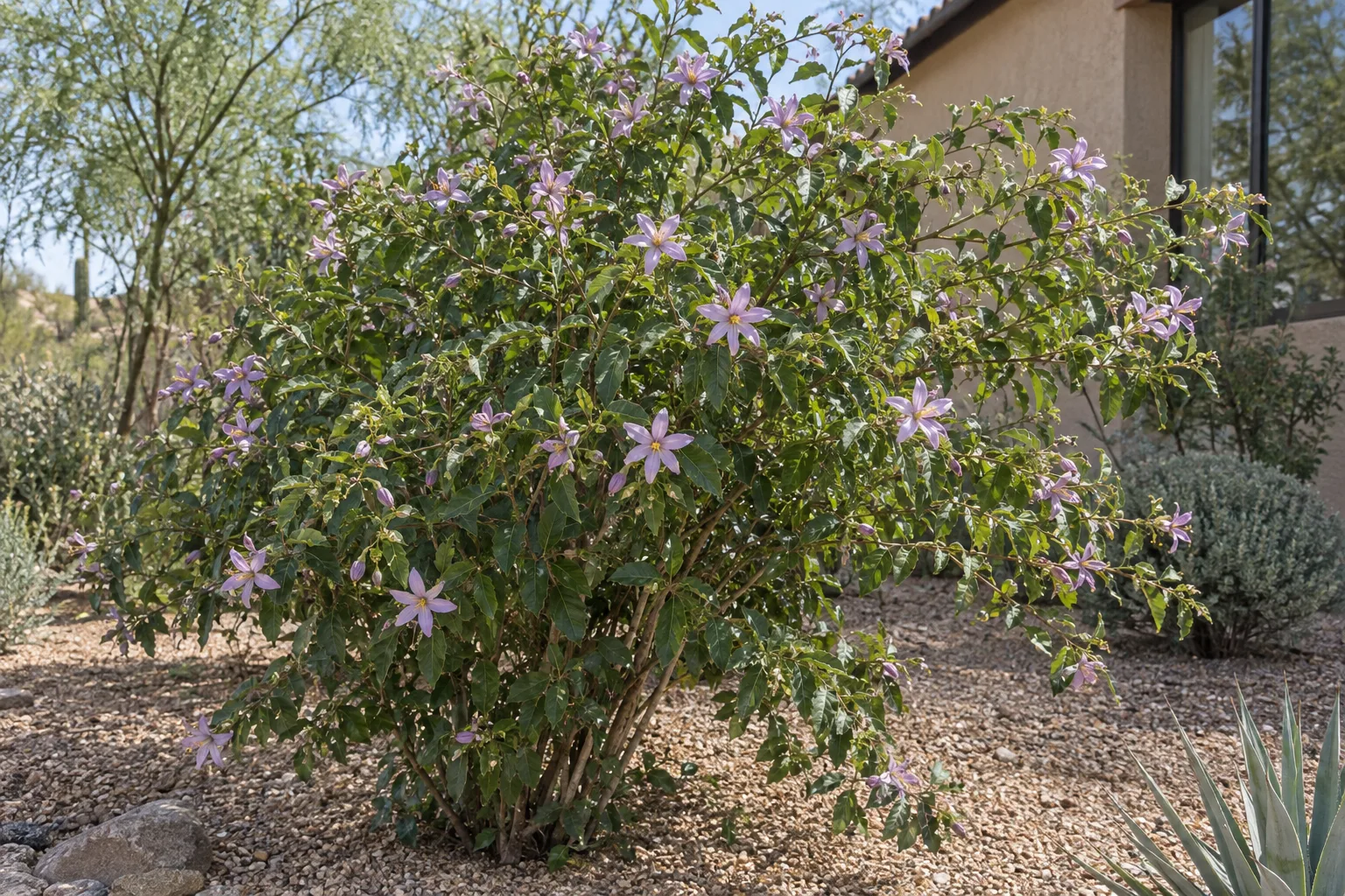 Lavender star flower shrub with glossy dark green leaves and star-shaped lavender-pink flowers in a gravel bed