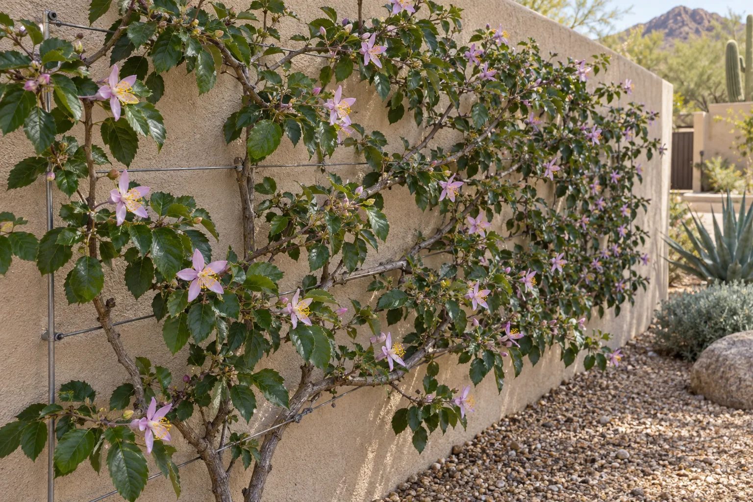 Lavender starflower espaliered on a wall with star-shaped lavender-pink flowers and glossy leaves