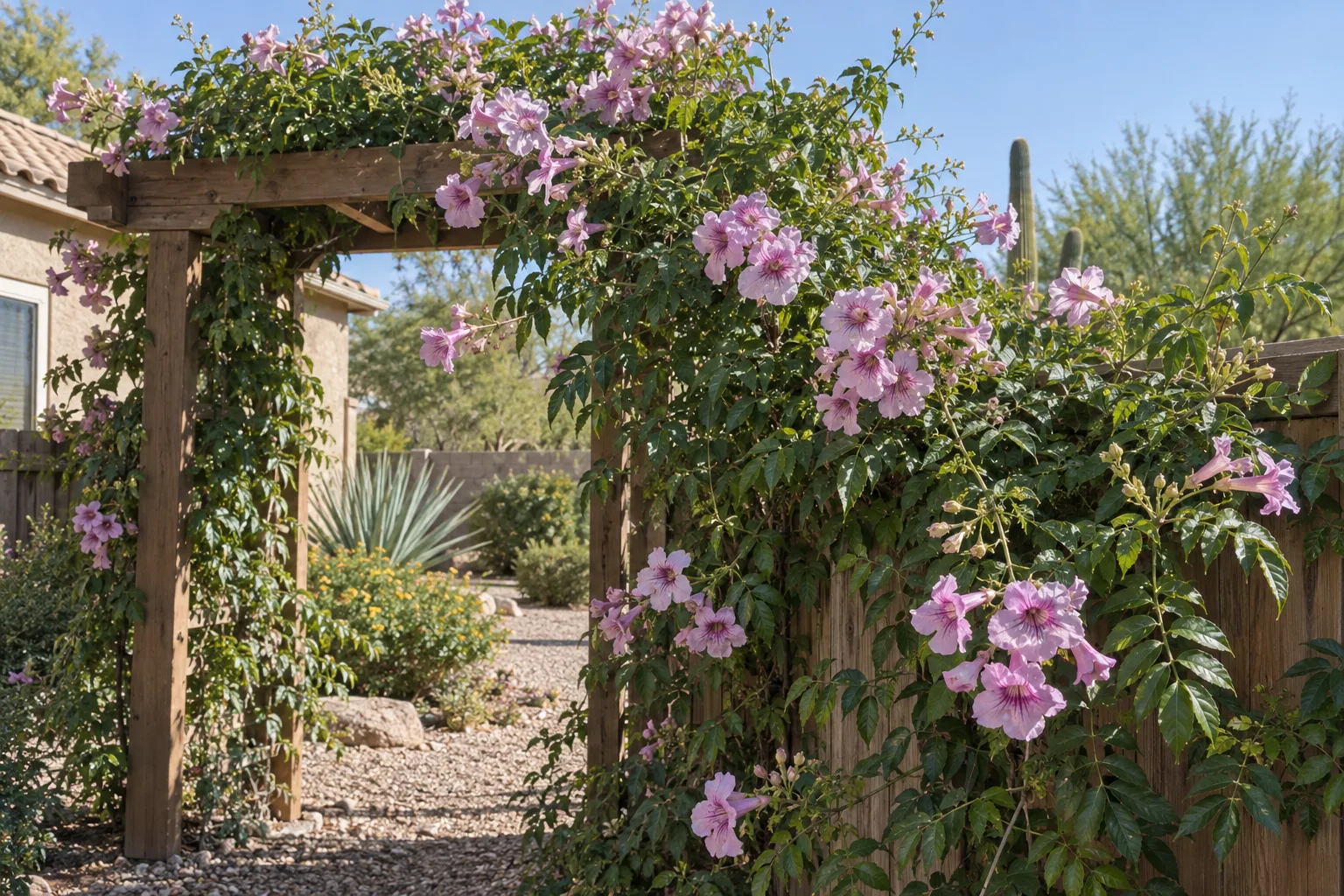 Lavender trumpet vine on an arbor with clusters of lavender-pink trumpet flowers