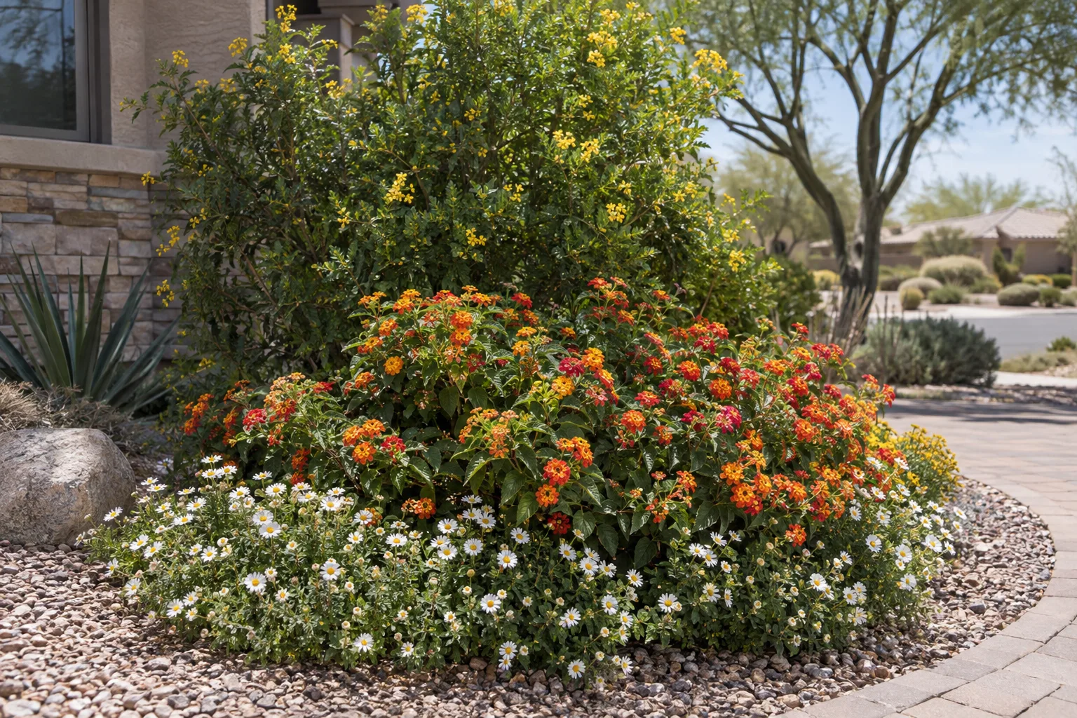 Layered desert flower bed with a tall shrub, lantana and yellow daisies along the edge