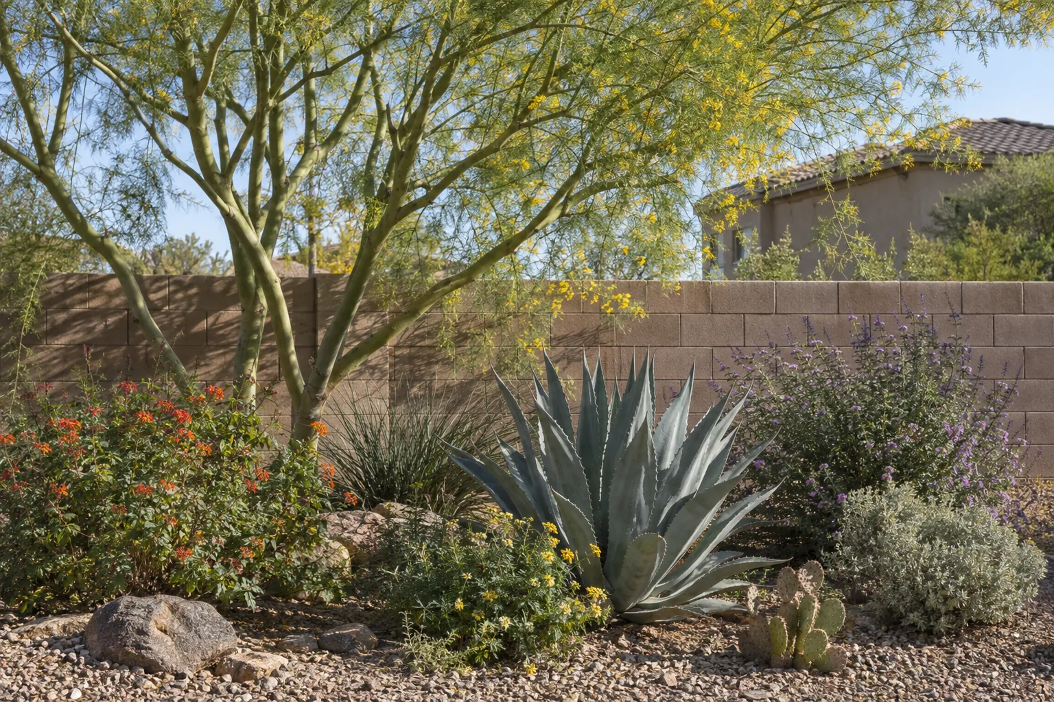 Layered desert planting with a tree, agaves and flowering shrubs beside a block wall