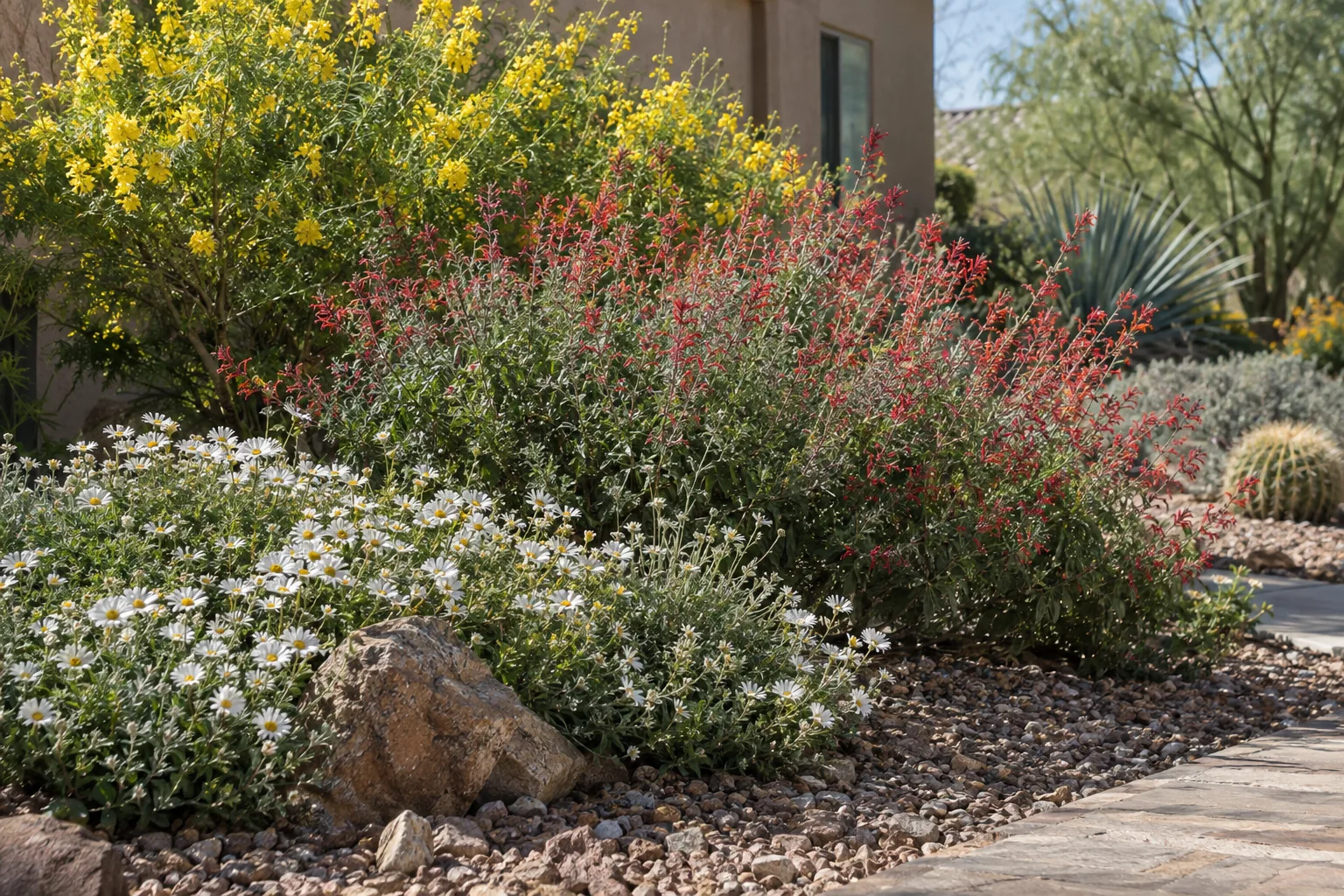 Layered Arizona flower border with tall yellow bells, autumn sage and low yellow daisies at Desert Horizon Nursery