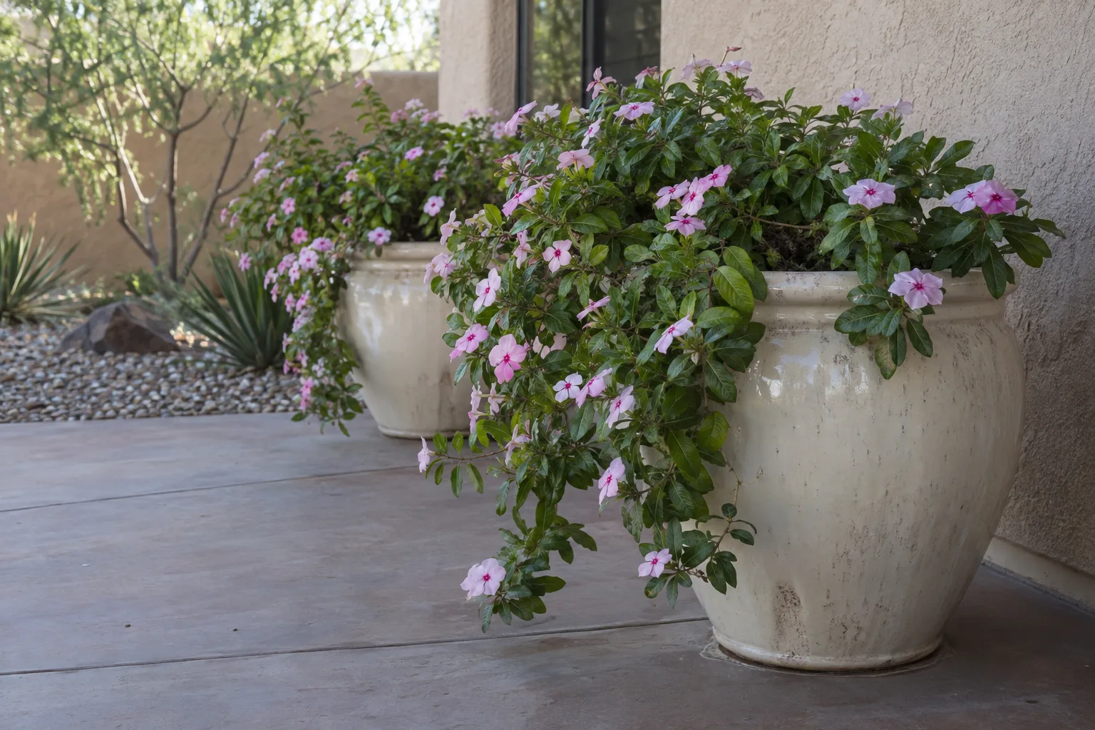 Large light-colored glazed pots planted with vinca on a patio beside a stucco wall