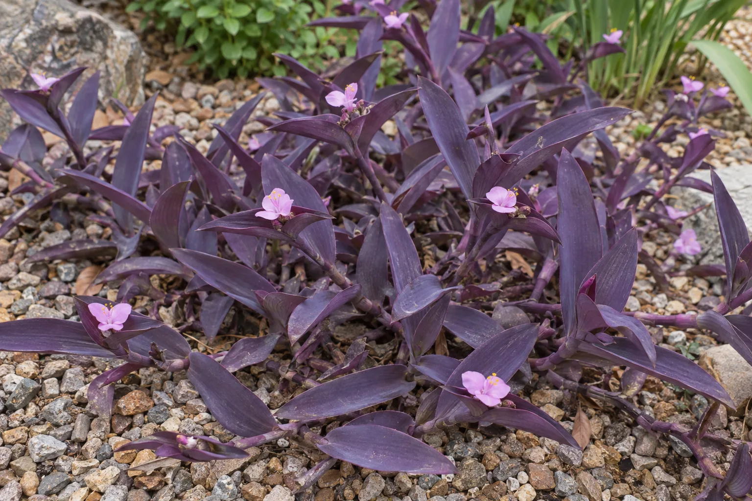 Purple heart groundcover with deep purple lance-shaped leaves and small pink flowers