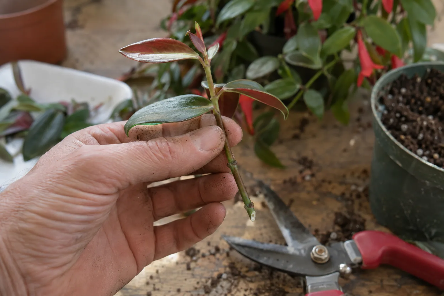 Lipstick plant stem cutting with lower leaves removed, held above a small pot of perlite