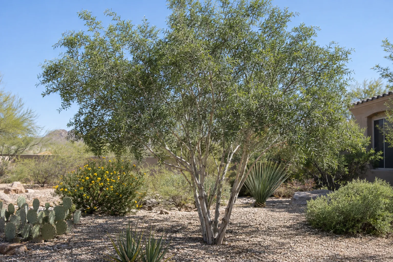 Little leaf ash, a small multi-trunk tree with slender grey trunks and a fine-textured dark green canopy