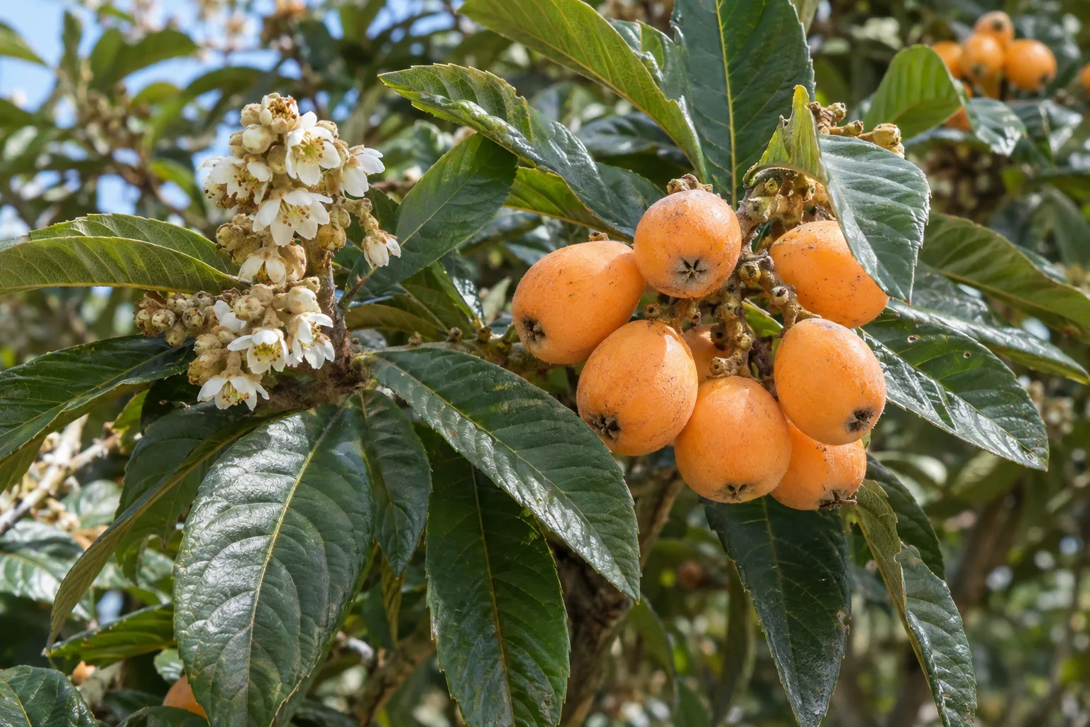 Cluster of ripe orange loquat fruit among large glossy green leaves