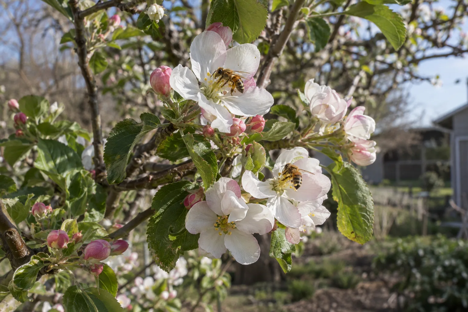 Pink and white apple blossoms with a bee on a bare-branched tree