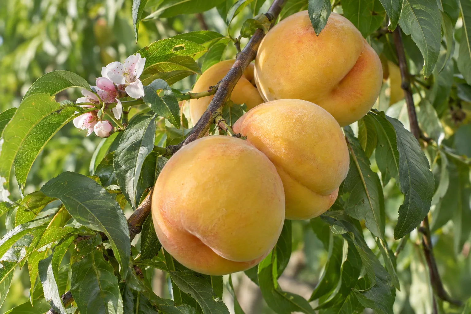 Ripe peaches hanging on a low-chill peach tree branch ready for picking