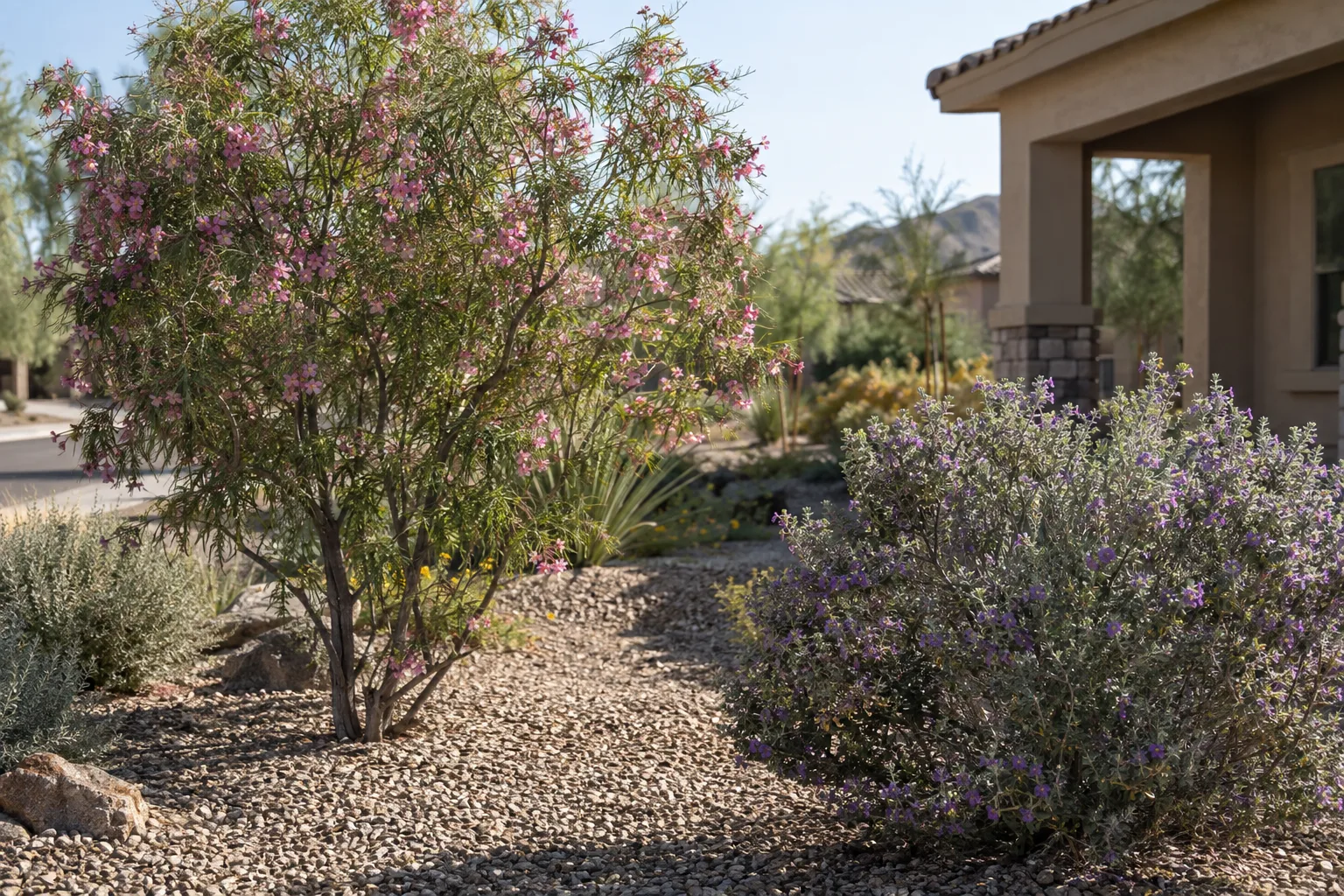 Spaced desert willow and Texas sage over gravel in a Queen Creek front yard