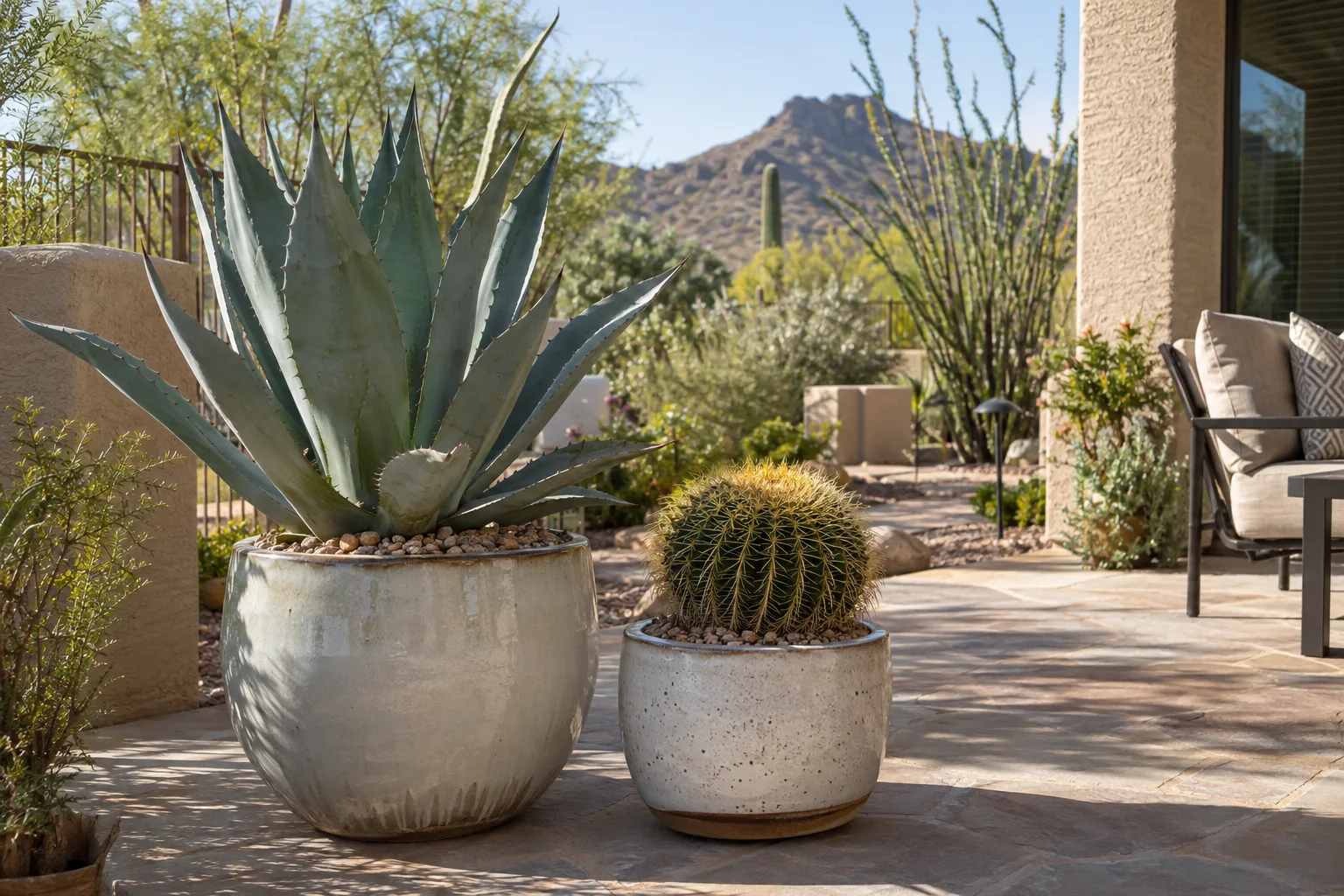 Agave and golden barrel cactus in light-colored pots on a sunny desert patio