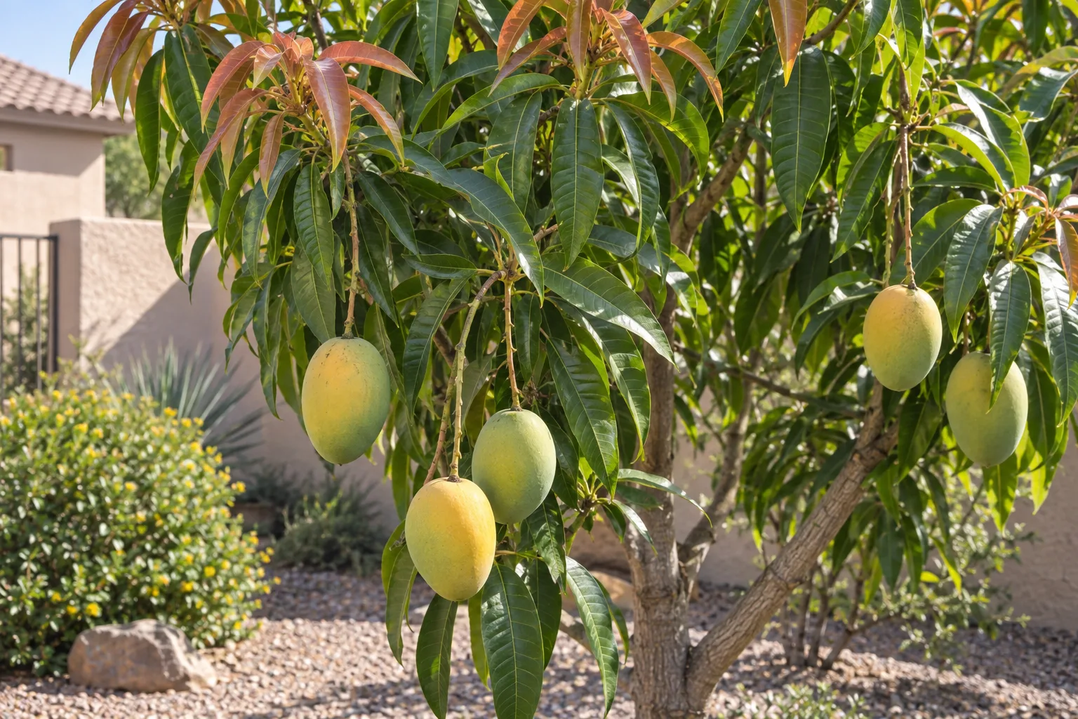M4 mango tree with glossy dark green leaves, coppery new growth and oval fruit turning from green to yellow