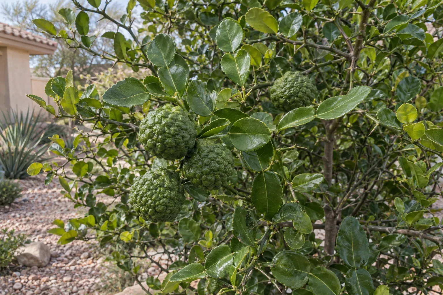 Makrut lime with bumpy dark green fruit and glossy double-lobed hourglass-shaped leaves