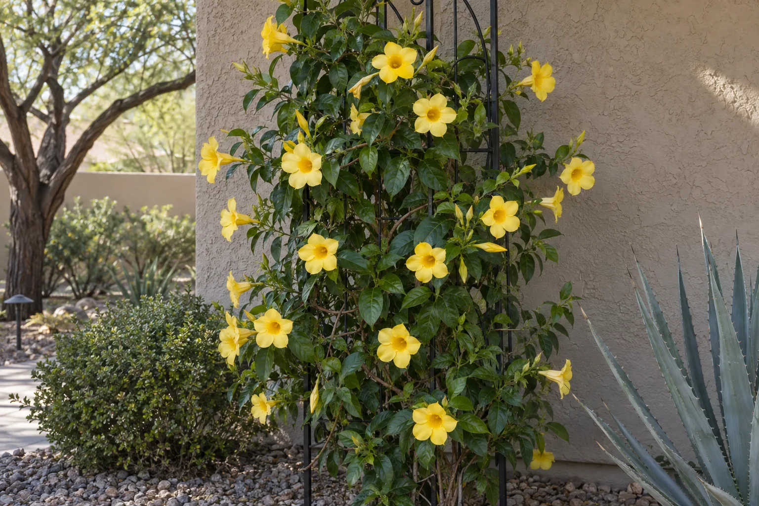 Sun Parasol Sunbeam mandevilla vine with buttery yellow trumpet flowers on a metal trellis