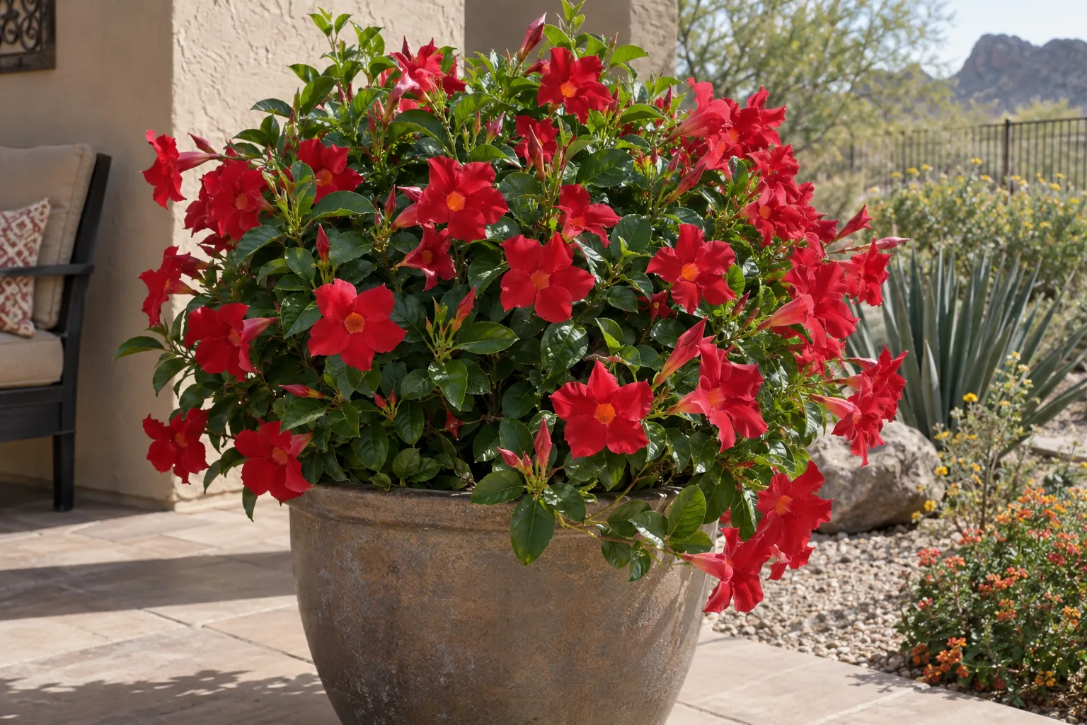 Sundenia Red Improved mandevilla, a compact mound covered in bright red trumpet flowers in a patio pot