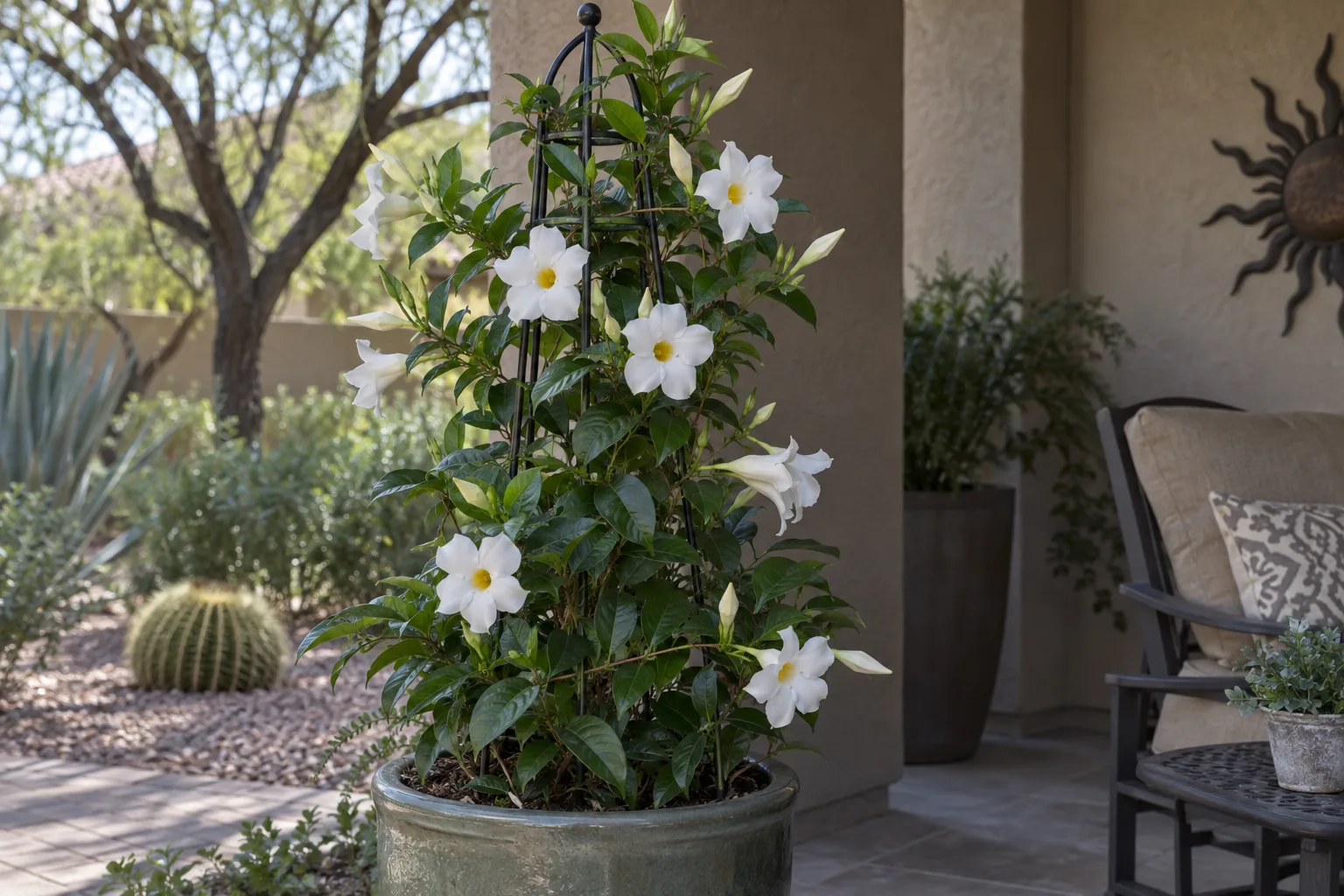 Sunvilla White mandevilla vine with large white yellow-throated trumpet flowers on an obelisk trellis