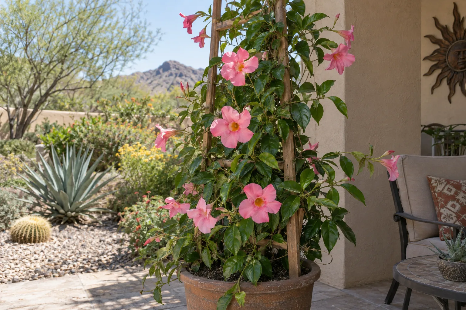 Mandevilla vine trained on a tall trellis with large clear pink trumpet flowers and glossy leaves