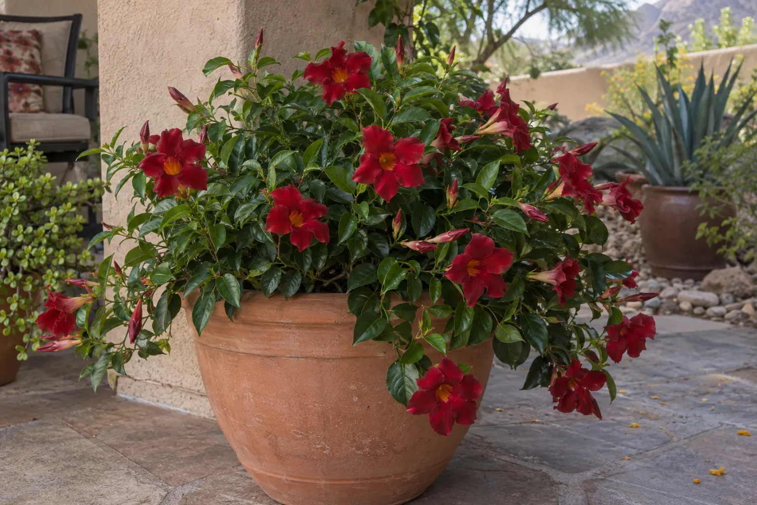 Tropical Breeze Velvet Red mandevilla, a compact mound with velvety deep red trumpet flowers in a pot