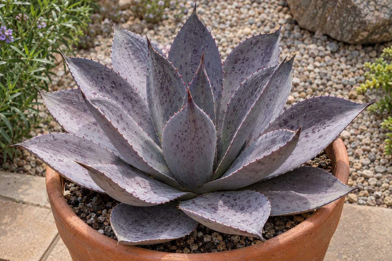 Mangave Lavender Lady rosette of broad smoky lavender-grey leaves in a terracotta pot on a patio
