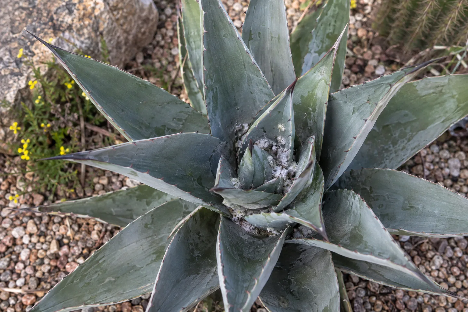 White waxy mealybugs nestled in the center of an agave rosette