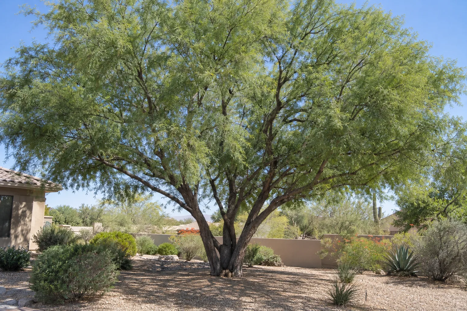 Thornless hybrid mesquite, a large multi-trunk shade tree with a wide canopy of lush fern-like green foliage