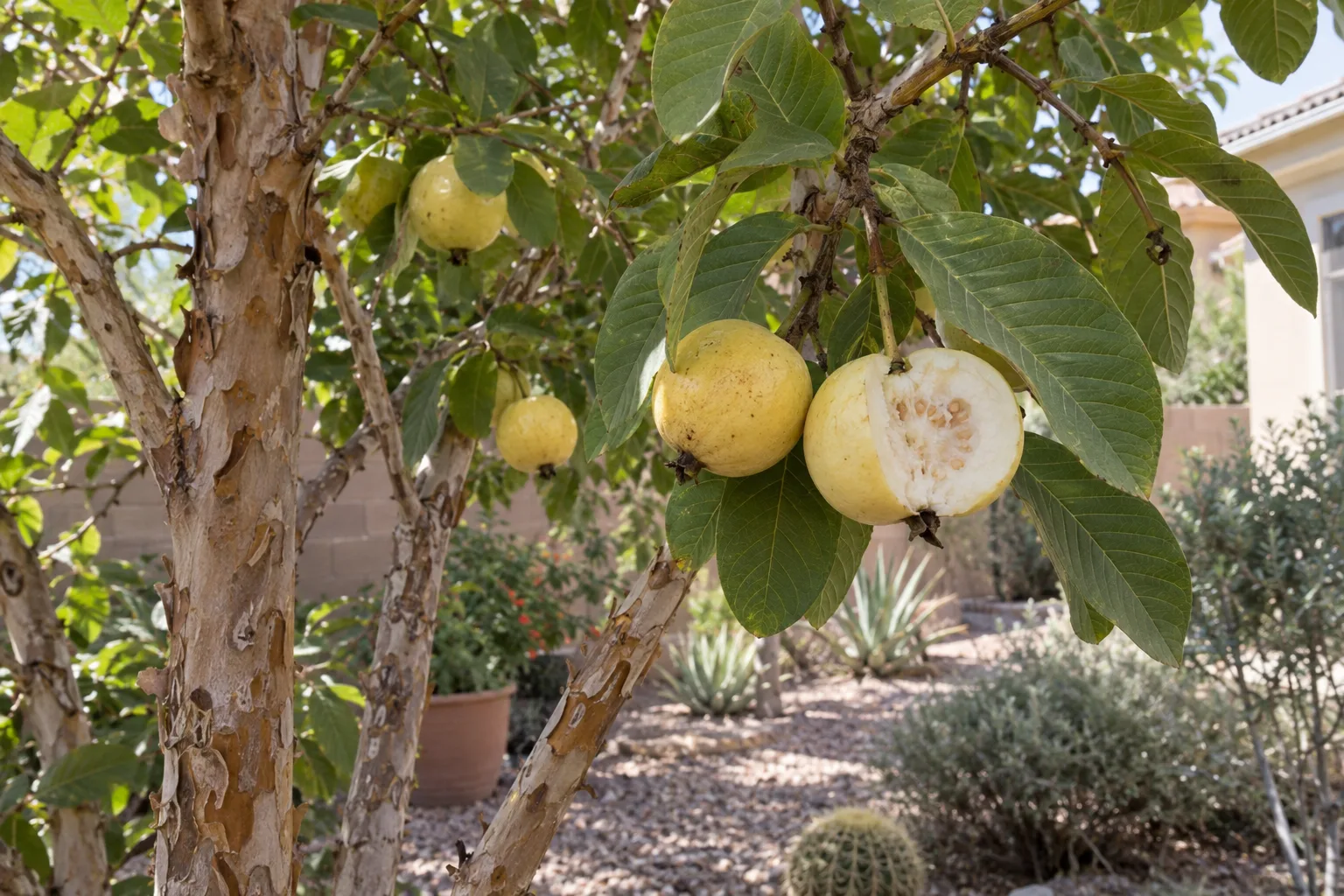 Mexican Cream guava branches with small round creamy yellow fruit, one split open showing white flesh