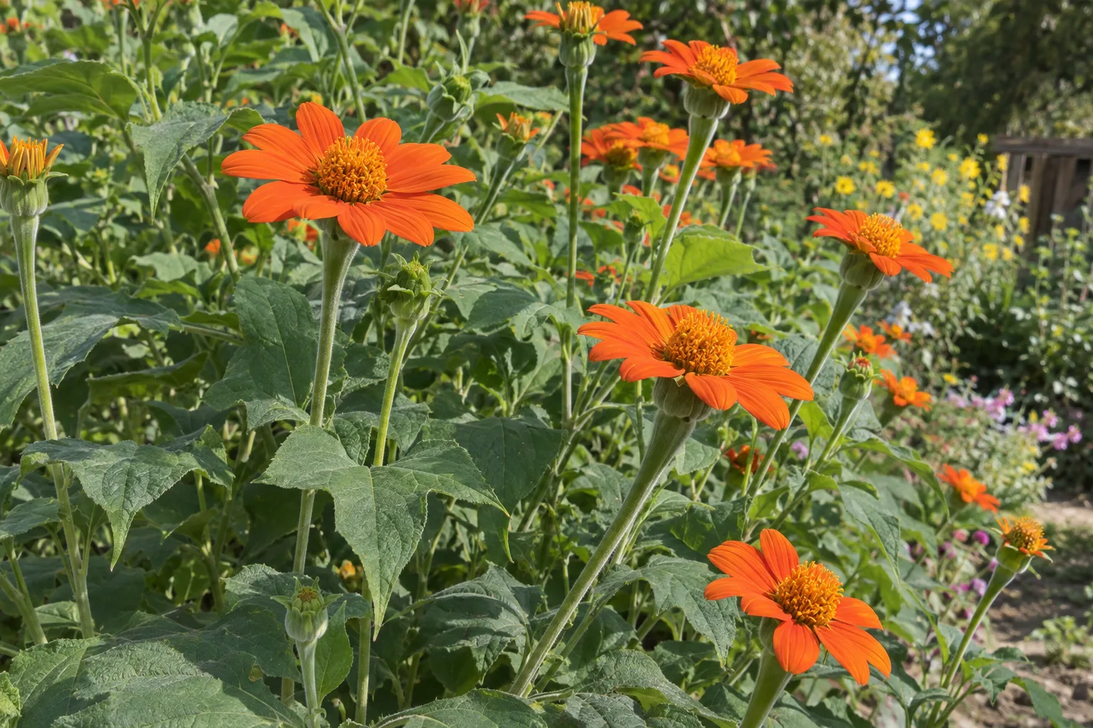 Mexican sunflower with vivid orange daisy flowers and velvety green leaves in a sunny garden bed