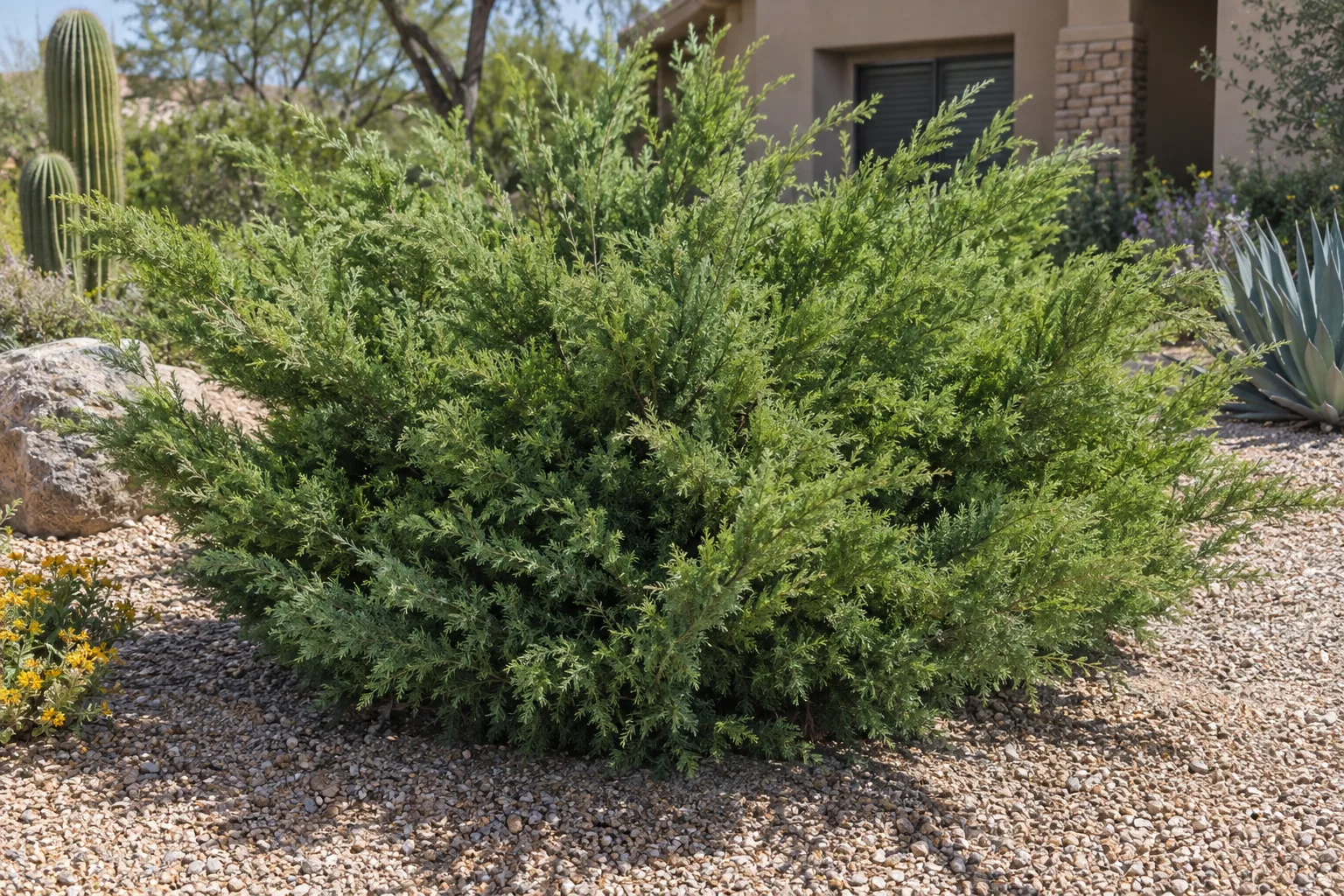 Mint Julep juniper, a spreading shrub with arching branches of feathery mint-green foliage, in a gravel bed