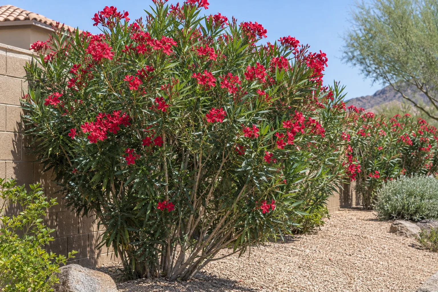 Oleander, a large upright evergreen shrub with narrow dark green leaves and red flower clusters, by a block wall