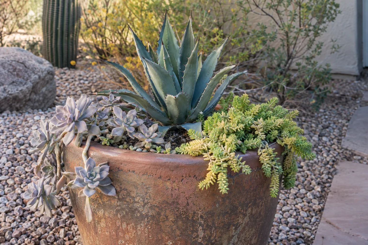 Mixed succulent pot with agave center and trailing ghost plant spilling over the edge