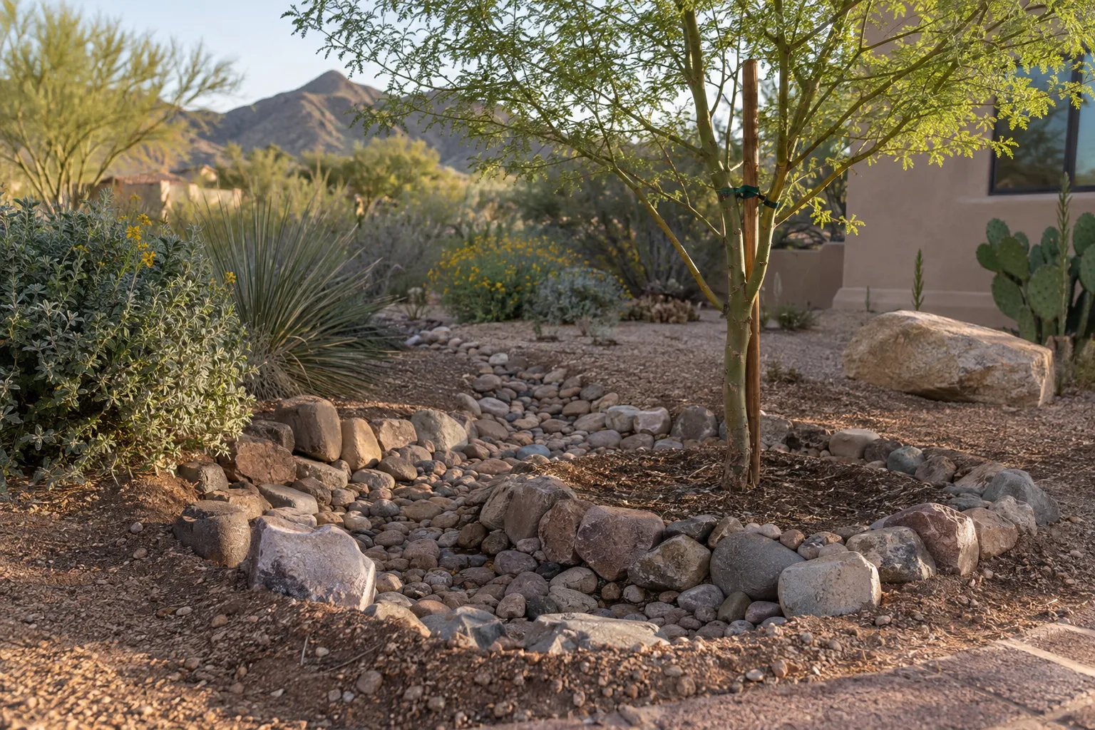 Rock-lined swale directing monsoon rainwater toward a young desert tree in a gravel yard