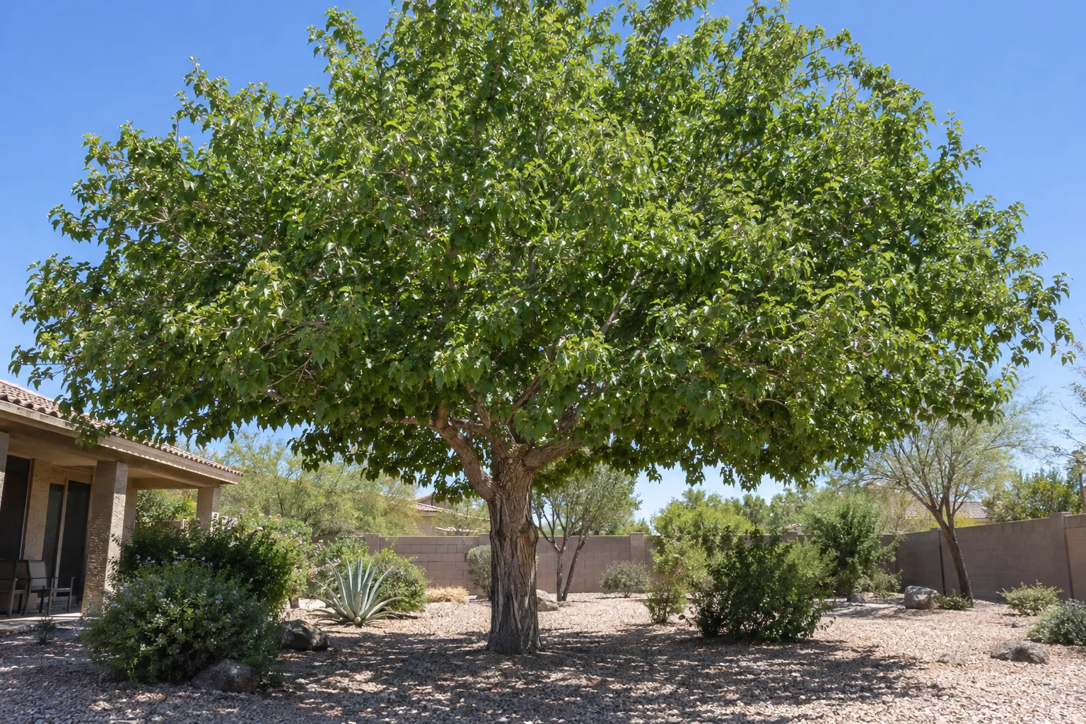 Fruitless mulberry tree with a stout trunk and wide umbrella canopy of big shiny green leaves shading a yard