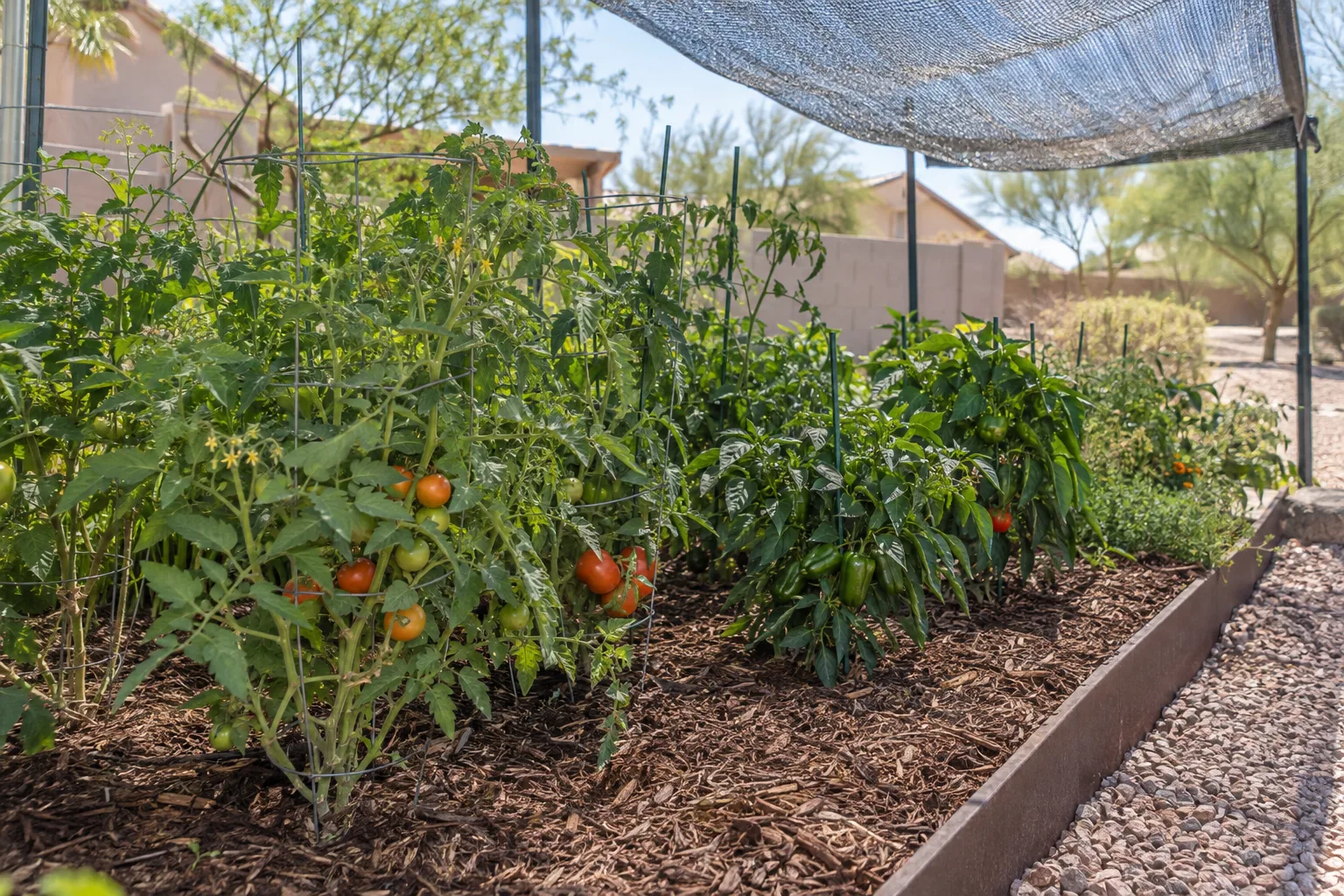 Mulched tomato and pepper bed under shade cloth in a Queen Creek backyard