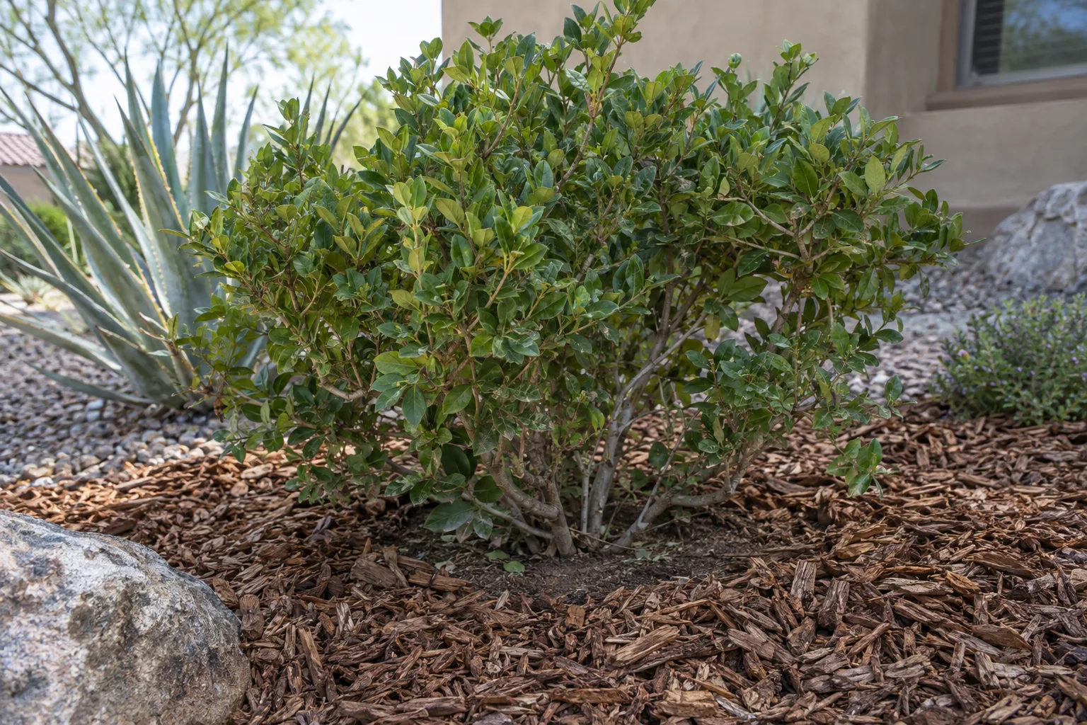 Wood chip mulch spread around a bird of paradise shrub with bare soil near stems
