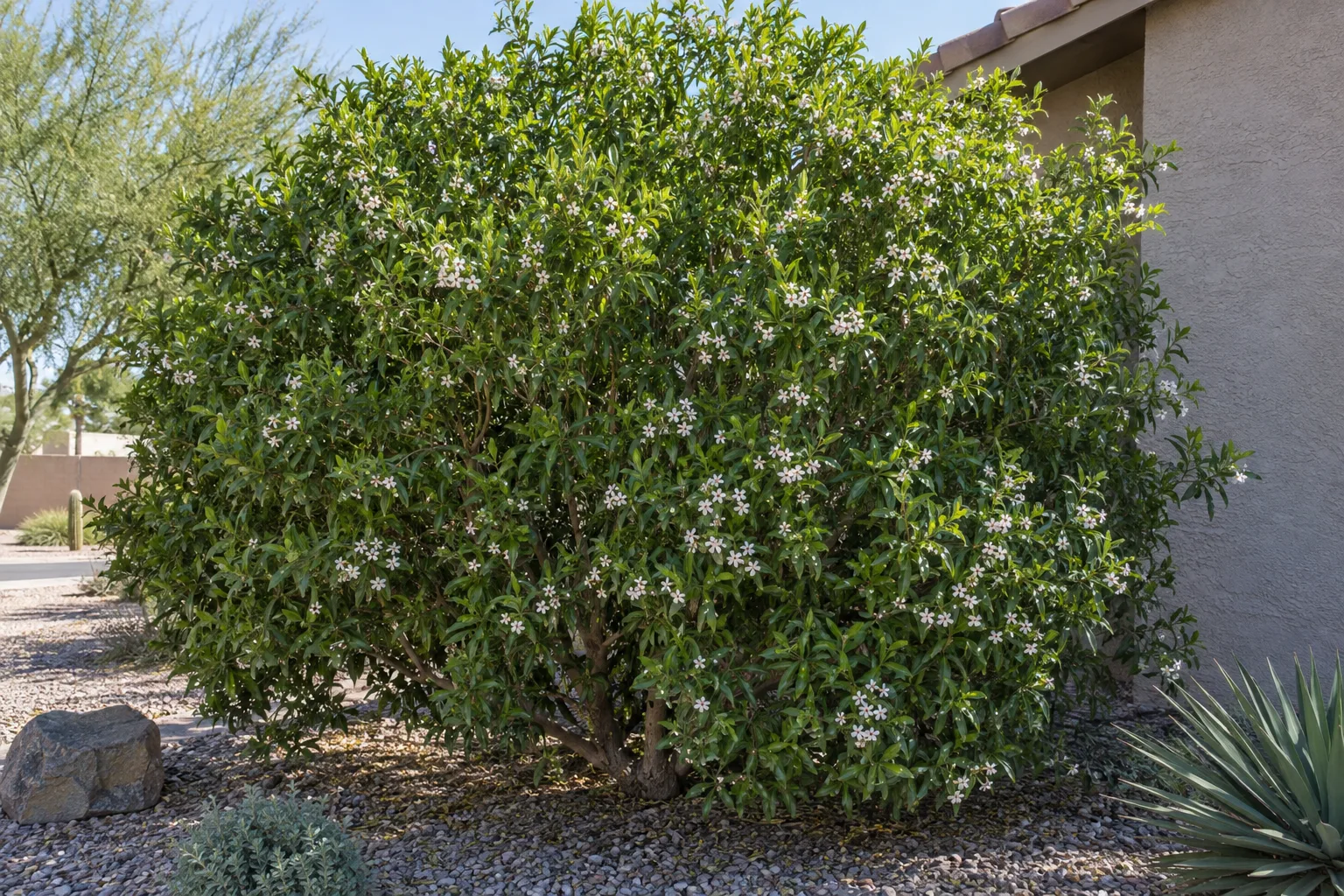 Myoporum, a dense evergreen multi-trunk small tree with glossy dark green leaves and small white flowers