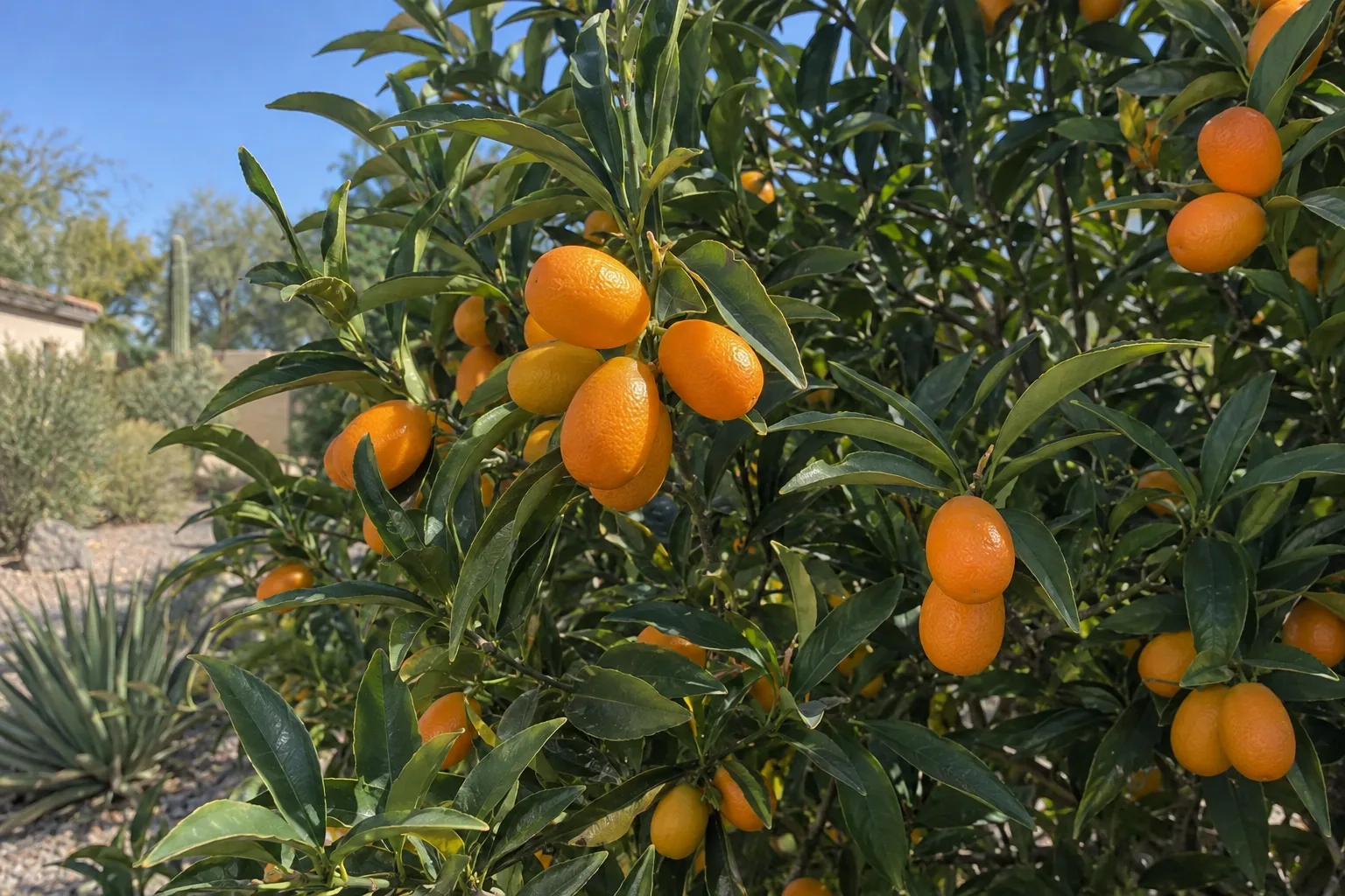 Nagami kumquat with oval bright orange fruit among narrow glossy dark green leaves